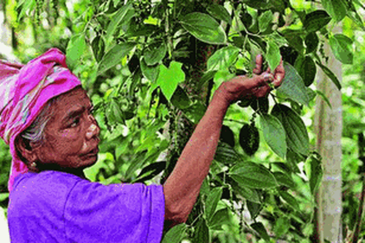 Nenek Rohani menunjukkan pohon lada di Desa Ie Suum, Kecamatan Masjid Raya, Aceh Besar, Aceh, Sabtu (9/2/2013). Buah lada digunakan sebagai rempah atau bumbu masak.