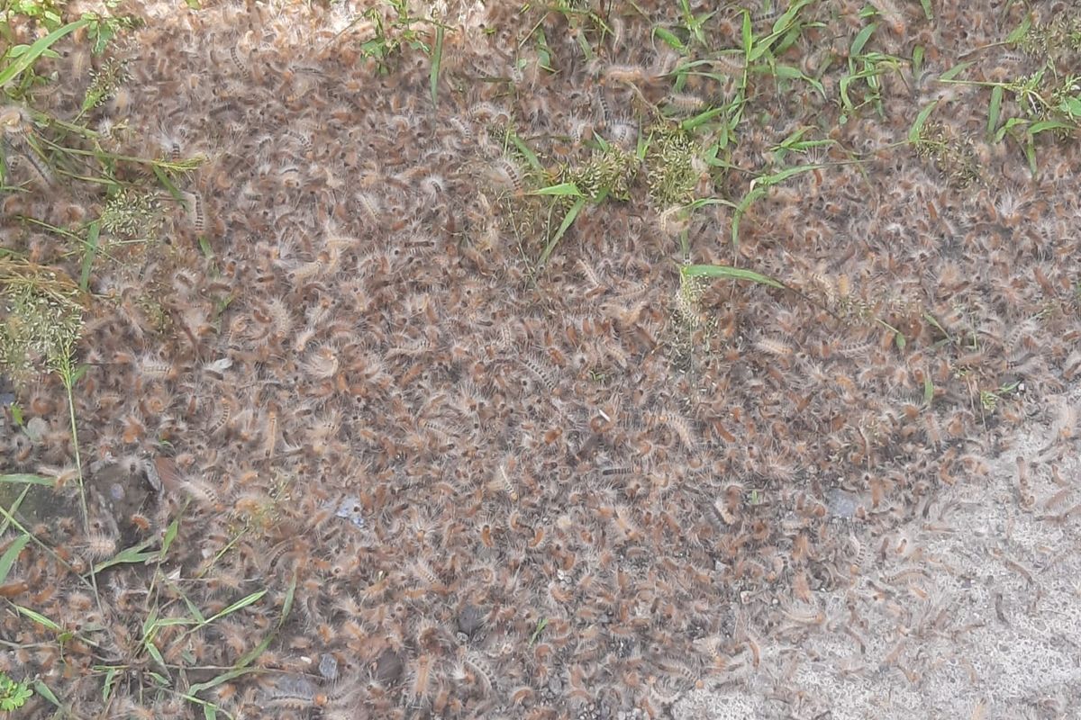 Foto: Ribuan ulat bulu yang meresahkan warga di Perumahan Kelurahan Dawuhan, Kecamatan Situbondo pada Senin (17/4/2023).