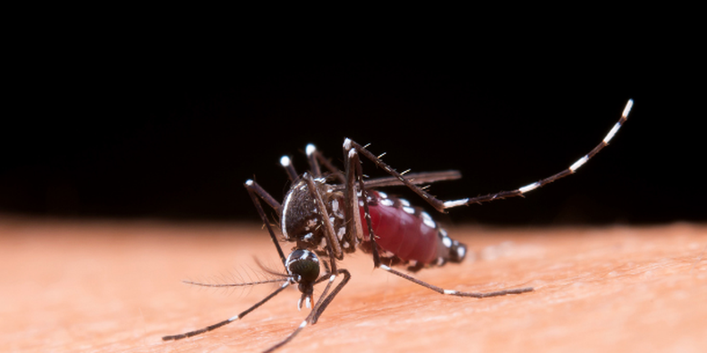 Ilustrasi nyamuk Aedes aegypti. 
