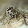 Ada 50.000 Spesies Laba-laba Merayapi Bumi, Ahli Arachnology Jelaskan