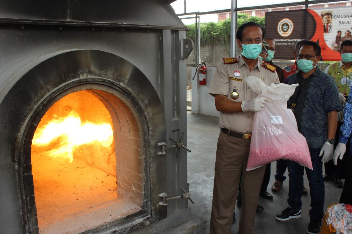 Pemusnahan Daging Babi Impor di Bandara Soekarno-Hatta, Kamis (29/11/2019)