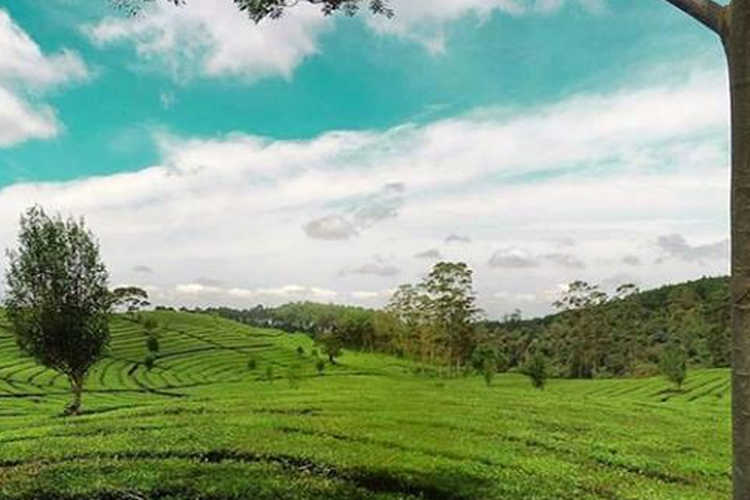 Kebun Teh Sukawana, Jawa Barat