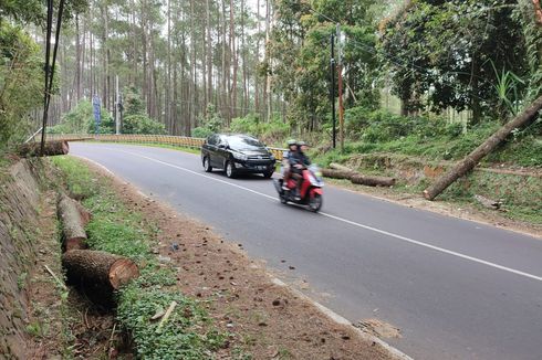 Pohon Tumbang di Lembang, Pemotor Asal Karawang Tewas di Tempat