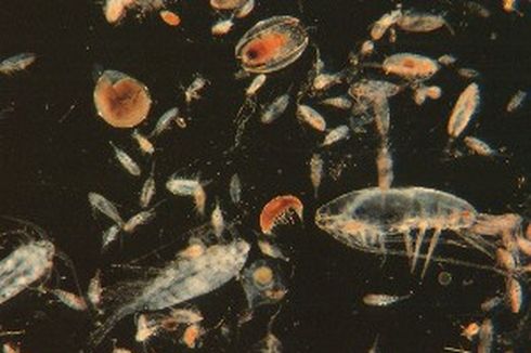 Plankton: Pengertian dan Jenisnya