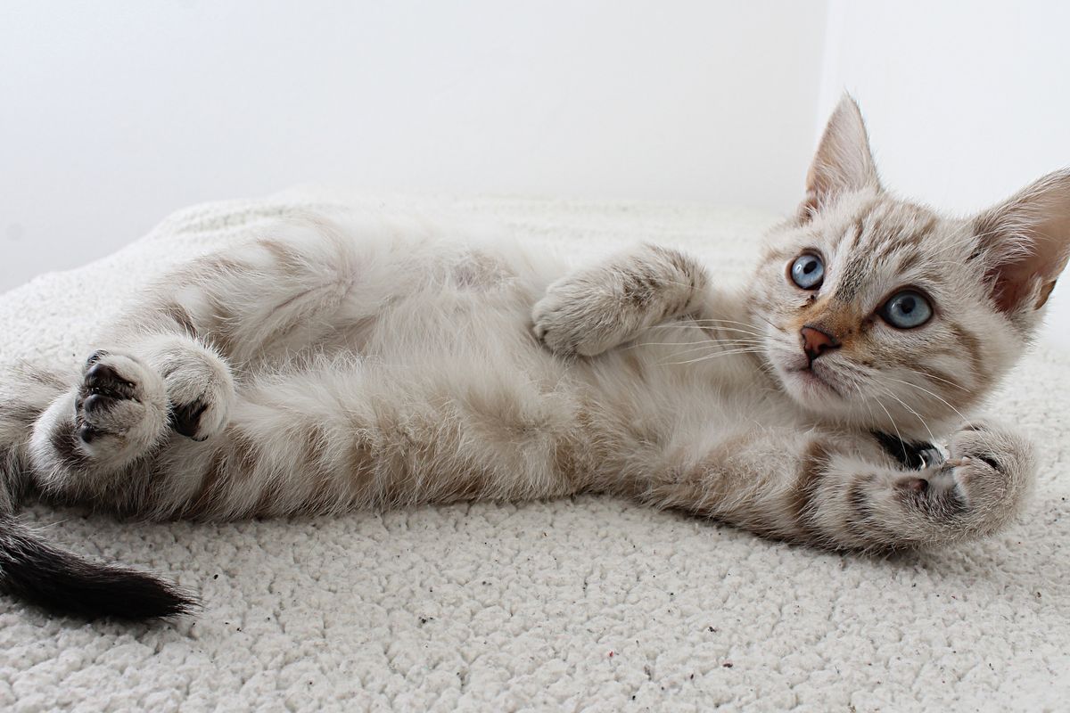 Bokep jepang kucing kawin mom