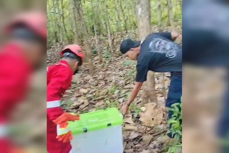 Petugas Dinas Pemadam Kebakaran (Damkar) Kota Baubau, Sulawesi Tenggara mengevakuasi dua ekor ular yang masuk ke rumah warga Di Kelurahan Bukit Wolio Indah, Kecamatan Wolio, Kota Baubau, Rabu (26/6/2024) siang.