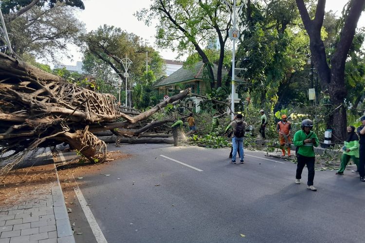Sebuah pohon tinggi dan besar tumbang menutupi Jalan Taman Suropati, Menteng, Jakarta Pusat, Selasa (17/10/2023).