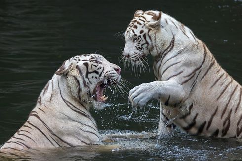 Dua Anak Harimau Putih Mati Diduga Terpapar Covid-19, Paru-parunya Rusak