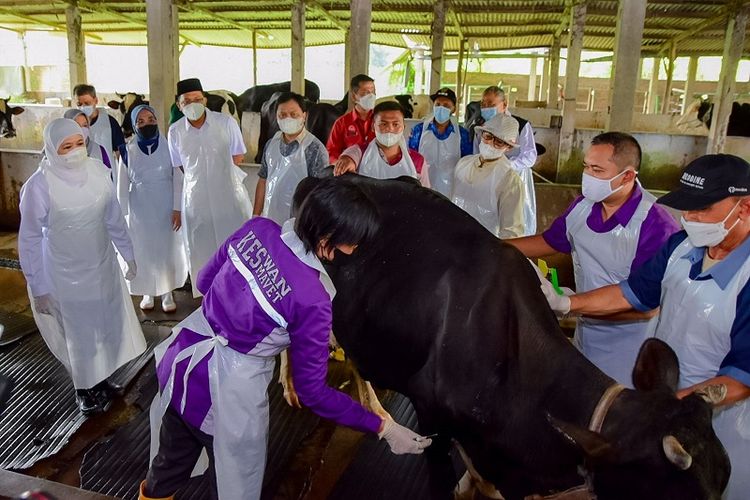 Gubernur Jawa Timur (Jatim) Khofifah Indar Parawansa mengawal langsung proses vaksinasi penyakit mulut dan kuku (PMK) di salah satu peternakan sapi milik milik Kasikin di Tanjunganom RT 12 RW 01, Tanjungsari Taman, Jumat (17/6/2022). 