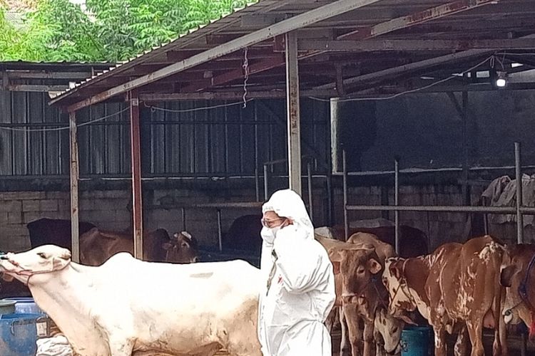 Menteri Pertanian Syahrul Yasin Limpo Bersama Sapi Suspek Positif PMK di Salah Satu Peternakan di Tangsel, Kamis (19/5/2022)