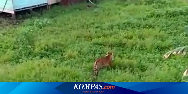 Harimau Memangsa Manusia, BKSDA Minta Warga Menjauh Dari Lokasi - Vimarsana News