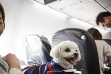 Japan Airlines Luncurkan Paket Penerbangan dengan Anjing Peliharaan