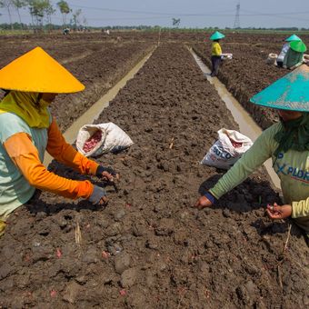 Warga menanam bawang merah di Brebes, Jawa Tengah, Selasa (18/8/2015). Warga mengaku kesulitan mendapatkan air untuk pertanian akibat kekeringan saat musim kemarau. KOMPAS IMAGES/KRISTIANTO PURNOMO