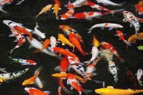 Kontes Ikan Koi di Bandung Pecahkan Rekor Dunia