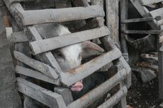 59 Ekor Babi di Sikka Mati Mendadak akibat Terserang Virus ASF