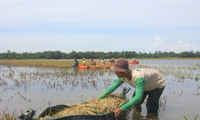 Petani Aceh Tamiang Panen Padi Pakai Perahu Karet di Tengah Banjir