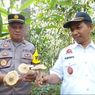 Ribuan Jamur Mendadak Muncul di Pekarangan, Warga Banyumas Ramai-ramai Memanen, Total Capai 1 Ton