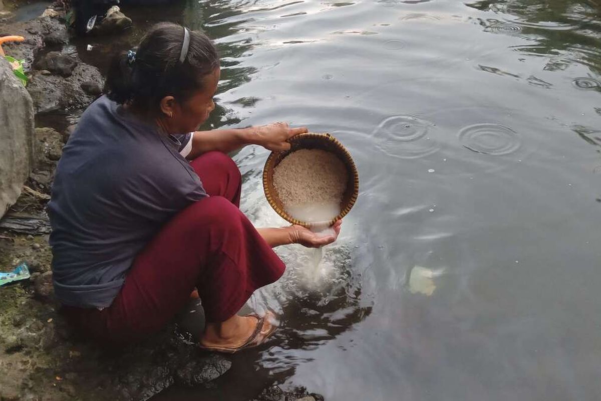 Seorang warga di Cianjur, Jawa Barat tengah mencuci beras di kubangan air sungai, Senin (2/9/2024) petang. Warga terpaksa melakukan aktivitas MCK di sungai karena sumur mengering dalam kemarau panjang.
