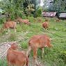 Bantuan Sapi Dinas Peternakan Sumbar Kurus dan Sebagian Kambing Mati, Ini Kata Jubir Pemprov