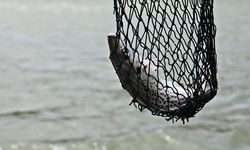 Ancaman Laut Dunia, Praktik Illegal Fishing Makin Marak Meski Terus Ditekan