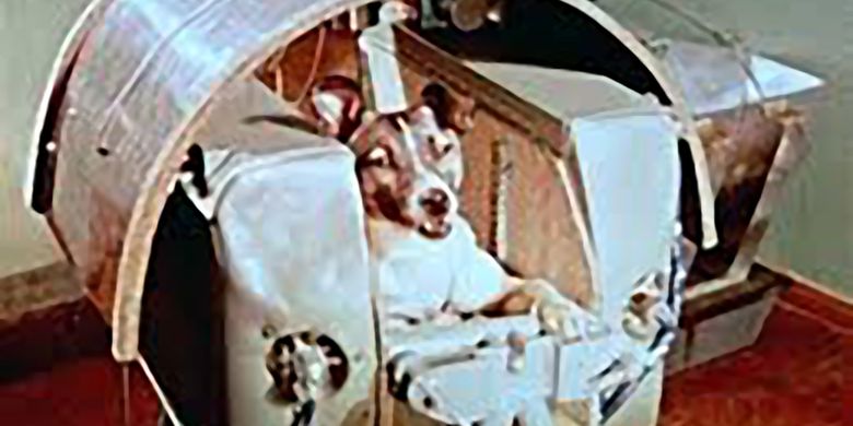 "Anjing Astronot" Laika, Hewan Pertama yang Dikirim ke Luar Angkasa - Vimarsana News