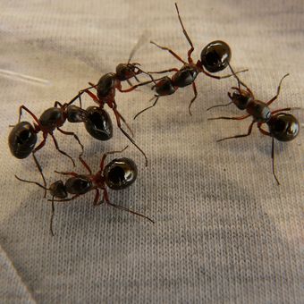 Ilustrasi semut. 