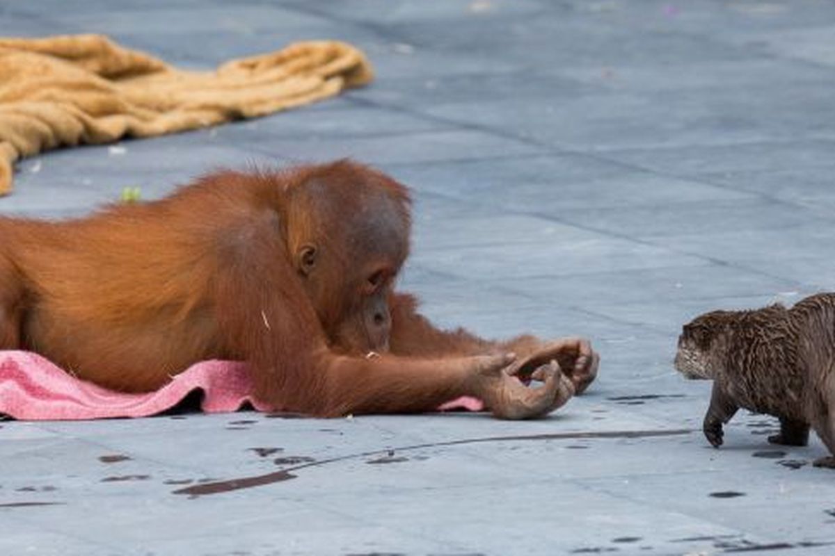 Sini... Anak orangutan bernama Berani menawarkan sesuatu ke berang-berang.