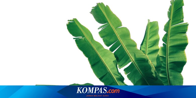 Pelepah Pisang Alternatif Material Kerajinan Dari Limbah Organik