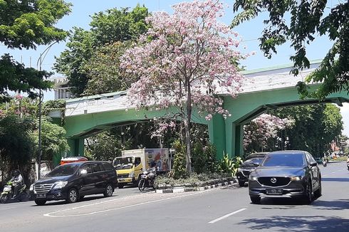 Tabebuya Kembali Berbunga, Meski Cuaca Panas, Surabaya Tampak Indah