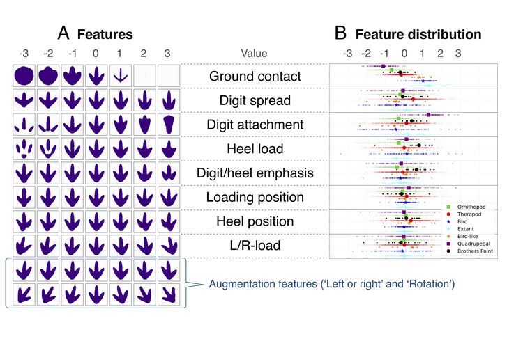 Tampilan jejak kaki dinosaurus yang diubah dengan cara membandingkan delapan fitur utama kaki dinosaurus.