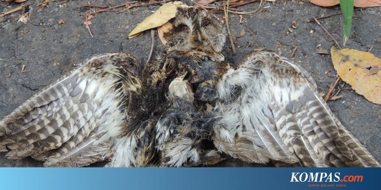 Para Pemandu Resah Maraknya Perburuan Burung Endemik Flores