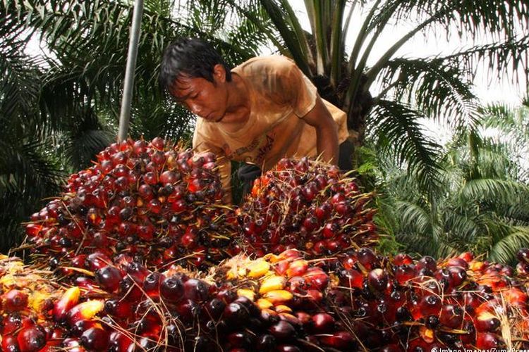 The oil from palm oil fruits are even used as biofuel