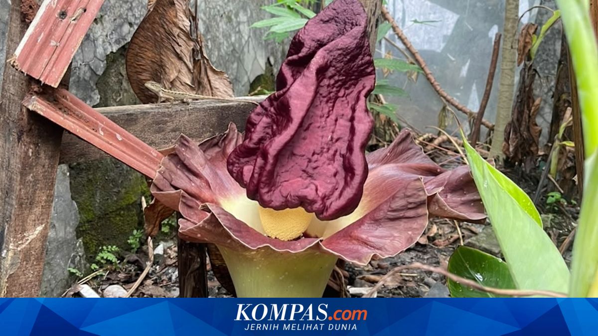 Bunga Bangkai Muncul di Depok, Ini Kata Peneliti BRIN