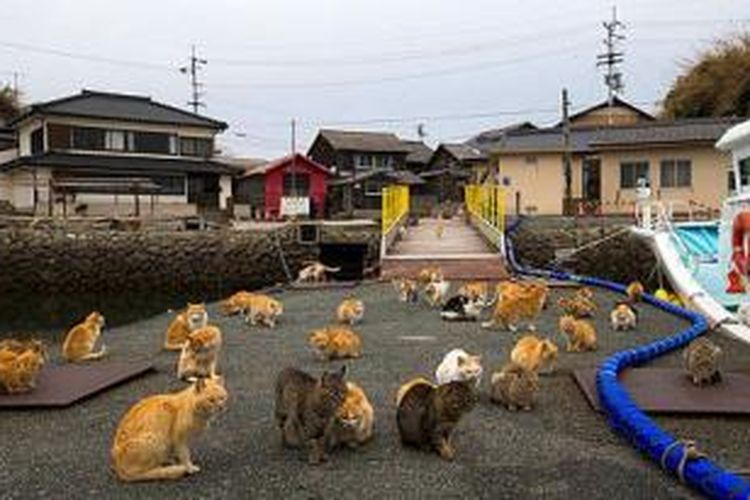 Puluhan kucing terlihat berkumpul di pelabuhan pulau Aoshima, Jepang. Di pulau ini, jumlah kucing enam kali lipat lebih banyak dibanding jumlah manusia.