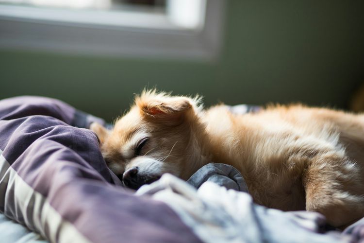 Penyebab anjing tidur berlebihan.