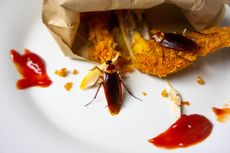 6 Cara Usir Serangga di Dapur, Pakai Bahan Sederhana di Rumah