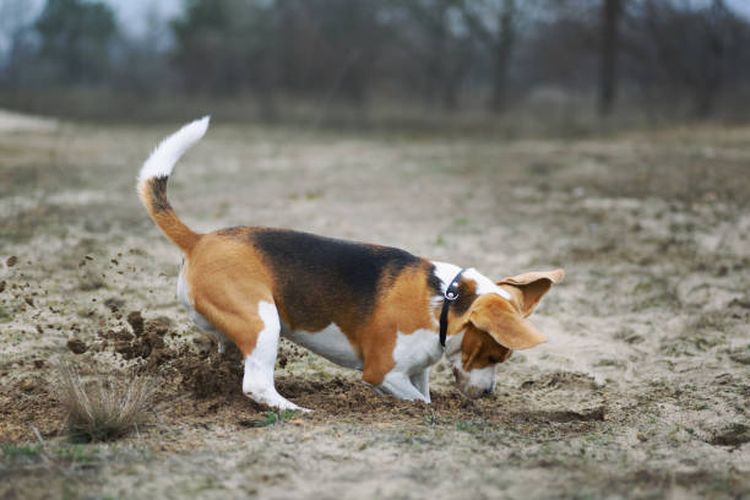 Ilustrasi alasan anjing suka mengubur tulang.