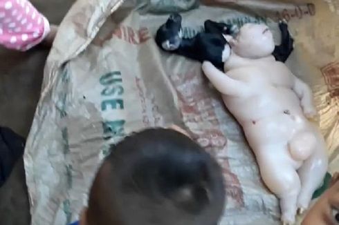 Anak Kambing Ini Terlahir Mirip Gabungan Babi dan Manusia