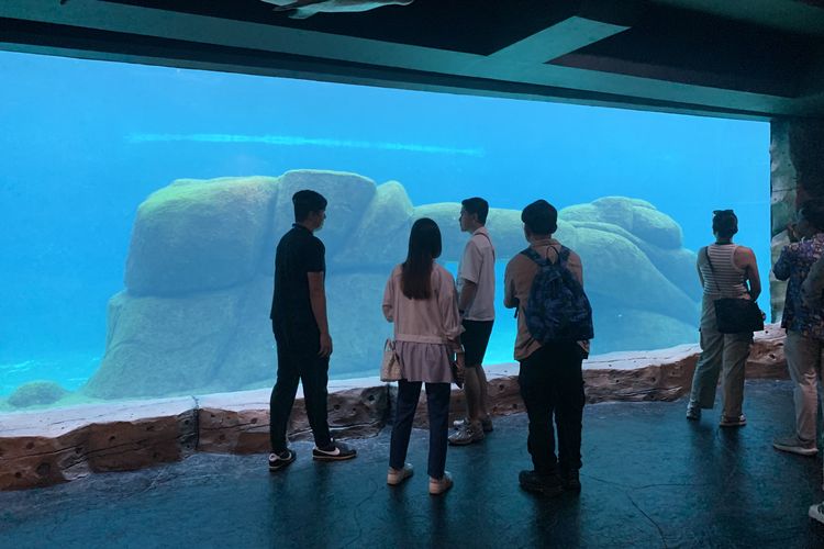 Hiu dan satwa air laut lainnya di Marine Safari Bali.