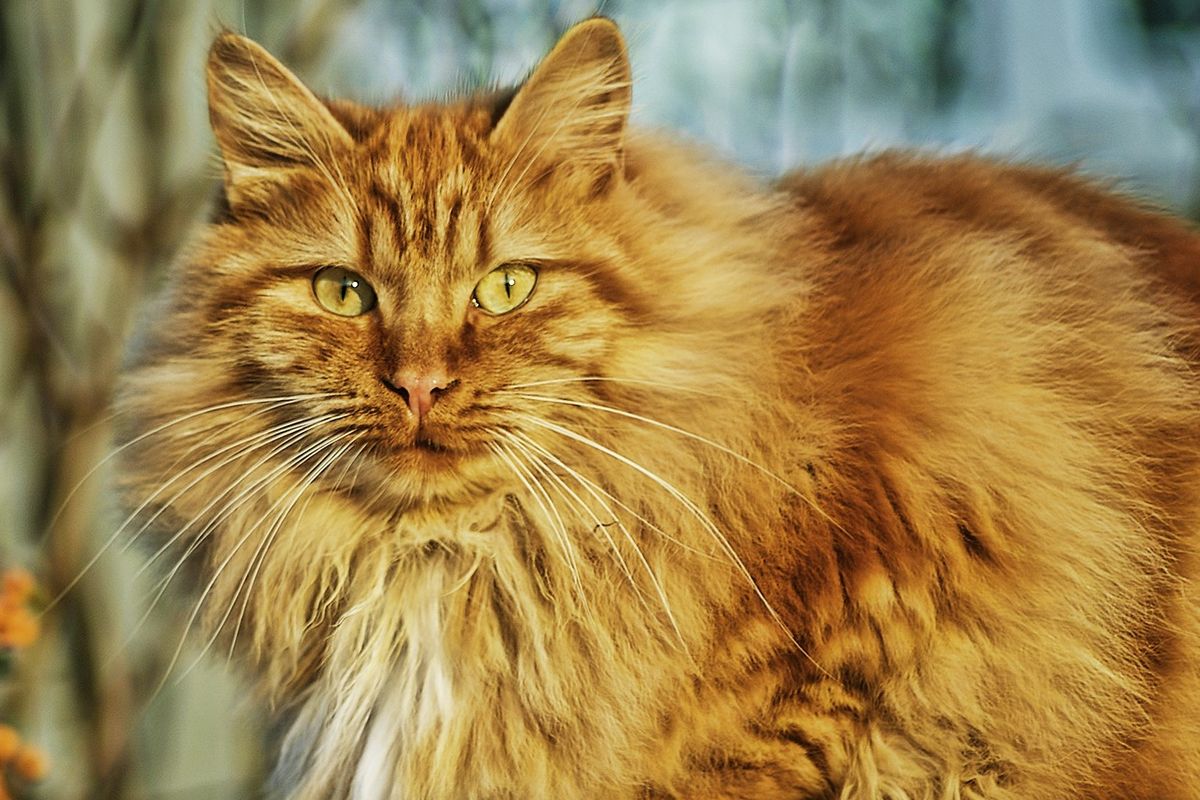 Ilustrasi kucing jenis Norwegian Forest Cat. 
