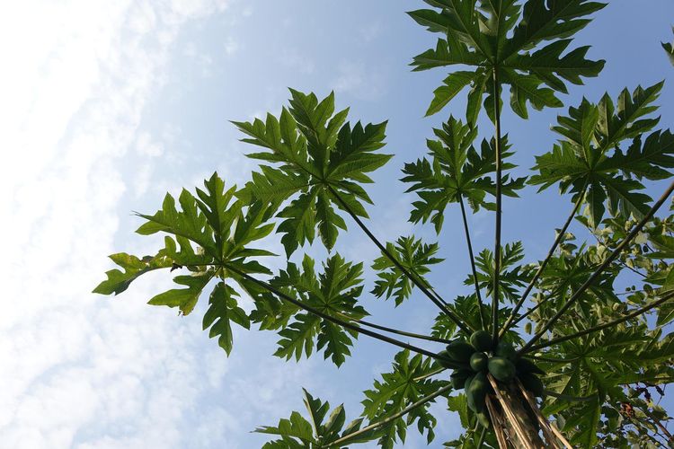 Ilustrasi daun pepaya. 