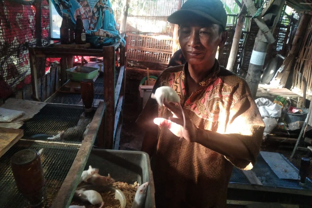 Foto: Faisal warga Desa Wonokoyo Kecamatan Kapongan ketika berada di kandang tikus pada Minggu (19/3/2023)