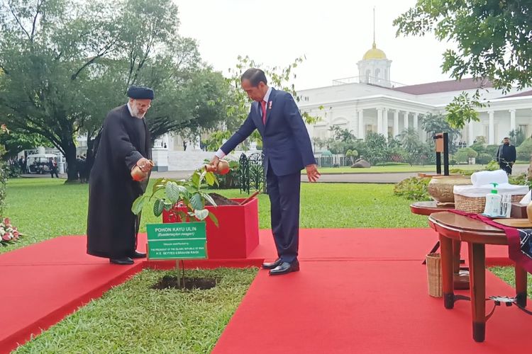 Presiden Joko Widodo dan Presiden Iran Ebrahim Raisi saat menanam pohon Kayu Ulin di halaman belakang Istana Kepresidenan Bogor, Jawa Barat, pada Selasa (23/5/2022).