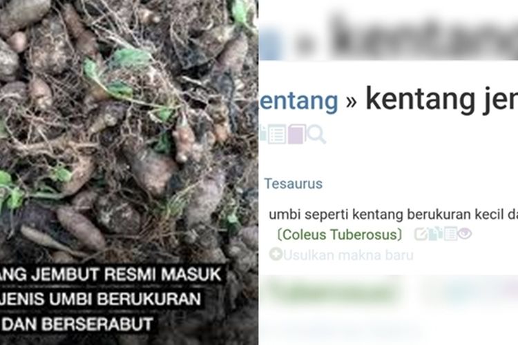 Tangkapan layar soal kentang jembut yang viral karena masuk KBBI. 