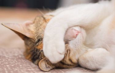Ilustrasi kucing tidur.