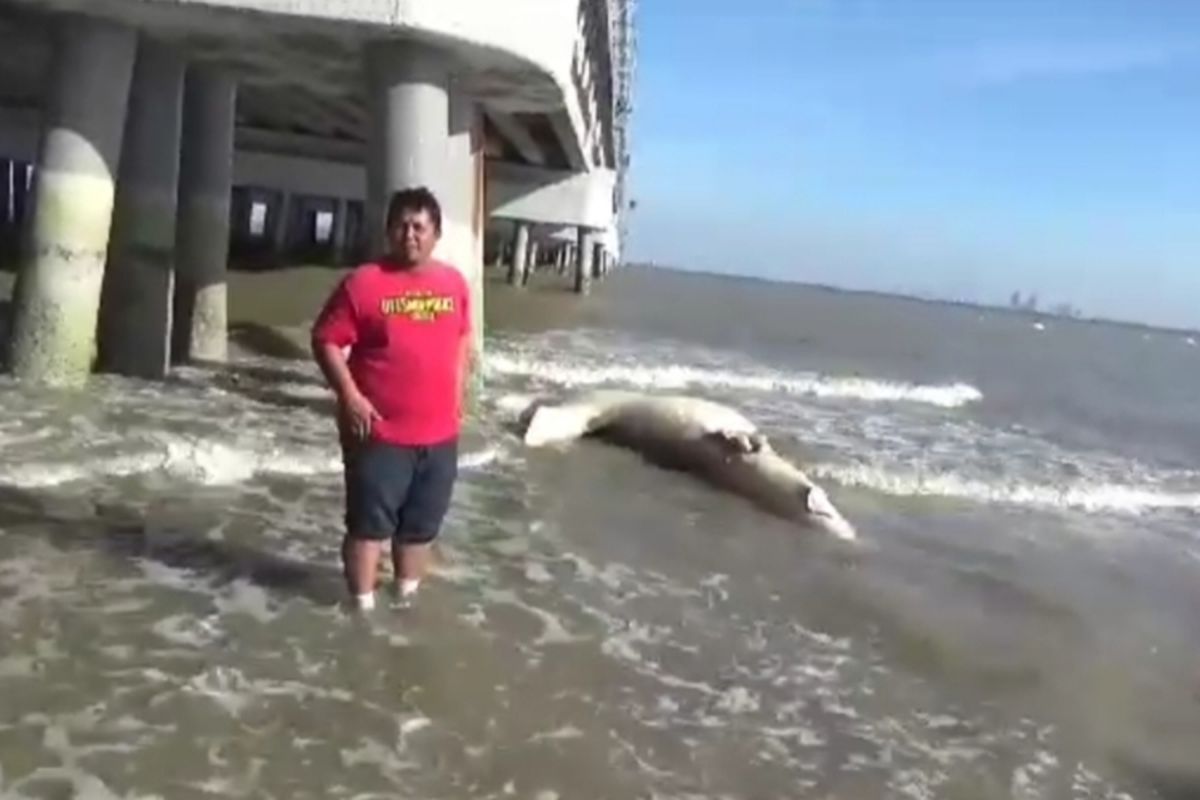 Nelayan menunjukkan kondisi ikan hiu paus yang mati terdampar di kaki Jembatan Suramadu sisi Bangkalan. Ada 3 hiu paus yang mati dengan ukuran yang berbeda-beda.