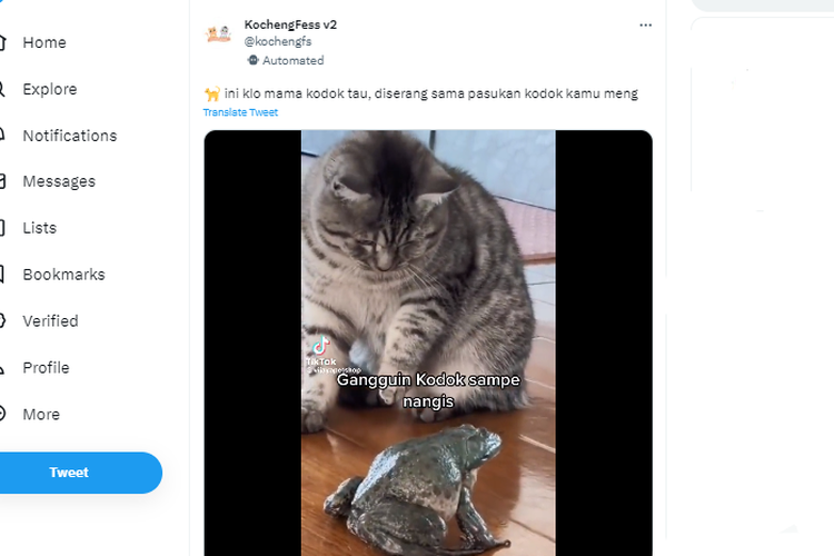 Tangkapan layat twit yang menunjukkan kucing bermain dengan kodok, apa bahayanya?