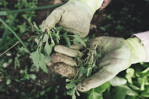 Mudah, Begini Cara Membuat Herbisida dari Bahan-bahan di Dapur