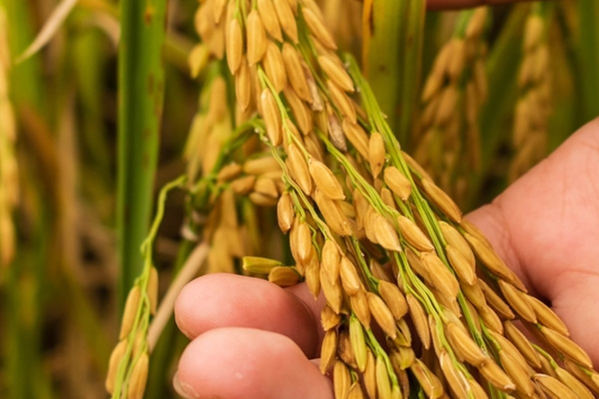 Ilustrasi tanaman padi