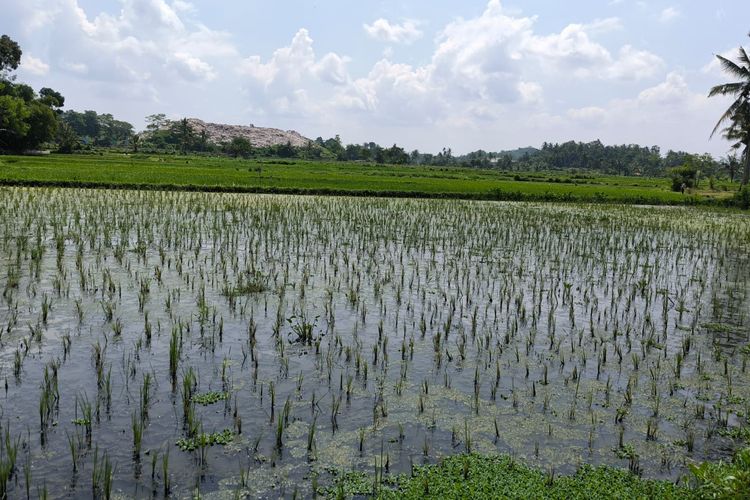 Petani di Jember: Kami Memang Tak Pegang Dollar, tapi Harga Pupuk Ikut Naik